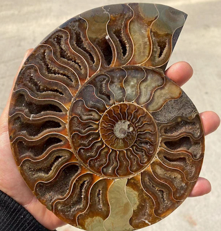 Spiral fossil shell of an Ammonite with earthy tones and opalescent shimmer