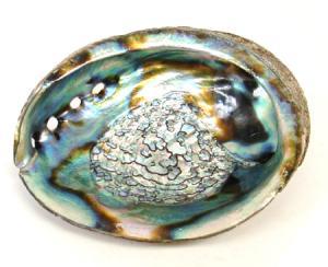 Iridescent blue-green Abalone Shell with layered shimmer and soft oceanic colors