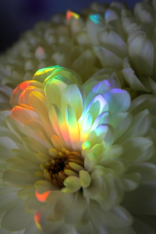 sunlight-refracted-across-the-delicate-white-petals-of-flower