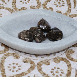 Turritella Agate Tumbled Gemstone Tumbled Stone of Survival 