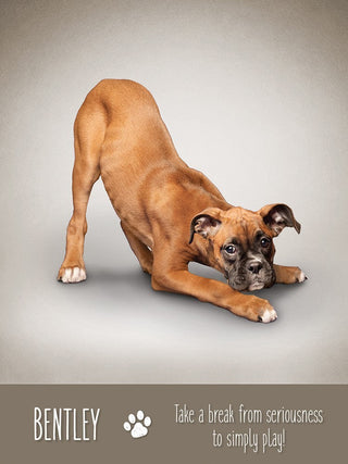 Yoga Dogs Deck & Book Set Tarot & Inspiration US GAMES 